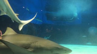 何度見てもすごい！