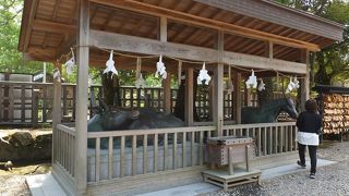 馬と牛が同居もまた珍しいです。