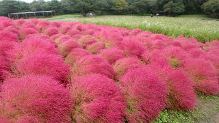 コキアの紅葉を見に