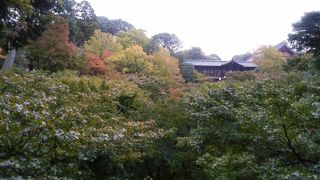 紅葉のはじまりの東福寺