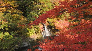 ちょうど見事なもみじの紅葉でした