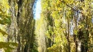 イチョウ並木を見た後で