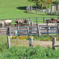 お馬さん好きな方にはたまらない施設だと思います