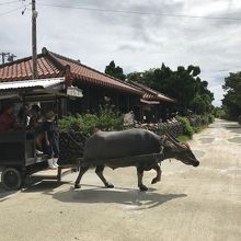 街を行く水牛