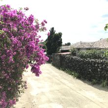 ブーゲンビリアが咲く小道