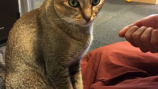 猫カフェ  きゃりこ 新宿店