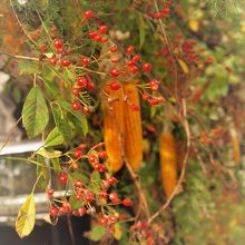 野ばらの実と干したトウキビ