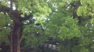 東京のオアシス