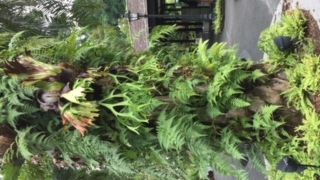 人工的な公園が多いシンガポールにおいて、ナチュラルな緑が気を吐く。