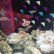 おしゃれな水槽