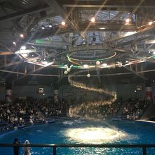 イルカショー昼バージョン