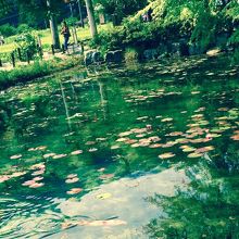 池はわりと大きいです。