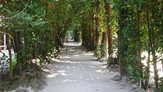 沖縄の原風景を感じる並木道です。