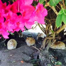 植木の下に隠れていた。