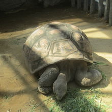 ガラパコスゾウガメ