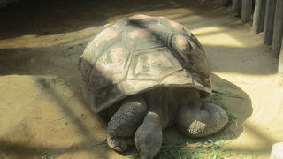 両生類や爬虫類はあまり得意ではありませんが…