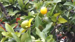 実が色づき始めていた「右近の橘」