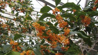 北海道でキンモクセイが香っていた