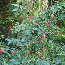 タイリンヒメフヨウの赤い花。花はこれ以上は開かない。