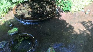 清流。さすが水はきれい。