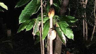 植物たちに癒されます。