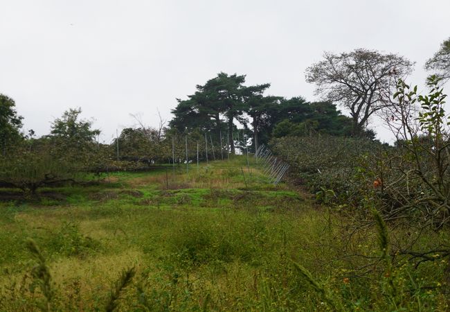 八幡山公園