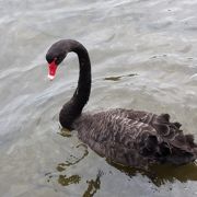 黒鳥が泳いでいます