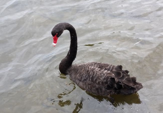 黒鳥が泳いでいます