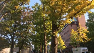 今年は銀杏の色づきが早い