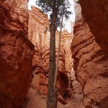 生命力のすごさを感じる松の木