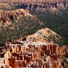 中央に白いワニが見える