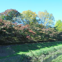 秋は野川沿いの紅葉が楽しめます