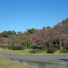 国分寺崖線と野川に挟まれた公園