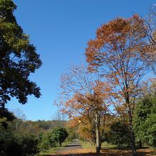 「苗圃（びょうほ）」と呼ばれる街路樹用の苗木を育てる場所も