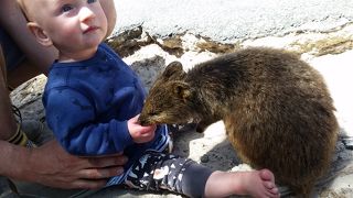 青い海とクオッカ