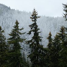 うっすらと雪をまとったブチェジ山の針葉樹林は墨絵のよう。
