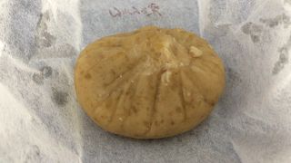 栗の味が濃厚でとっても美味しかった☆