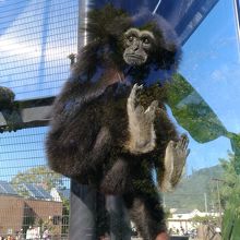 クロマティー。間近で見られます。