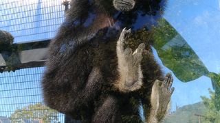 小ぶりだけど、充実した動物園。