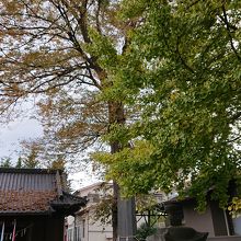 奥にあるのはケヤキか