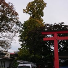 鳥居とイチョウ