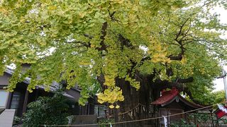 イチョウがご神木