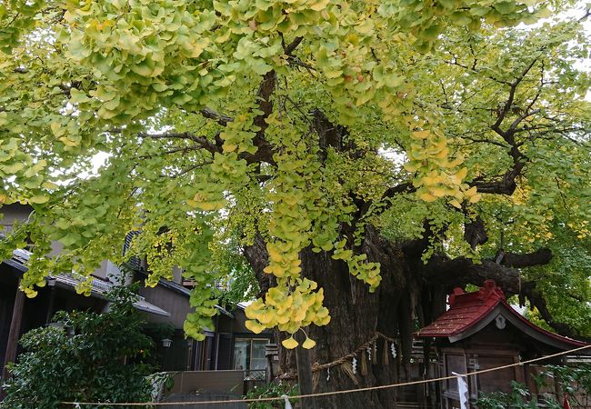 イチョウがご神木