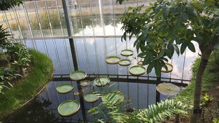 新宿御苑大温室