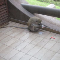 ベランダに出没する猿
