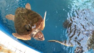 ウミガメに餌があげられる道の駅