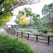 鍋島松濤公園の湧水池