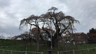 紅葉シーズン終わっていました。