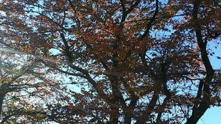 入間基地のすぐ脇にある公園