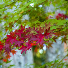 紅葉　やはり　見ていて　落ち着きます」